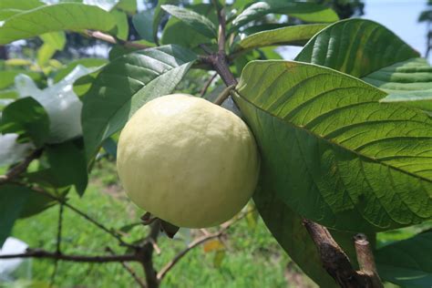 芭樂樹風水